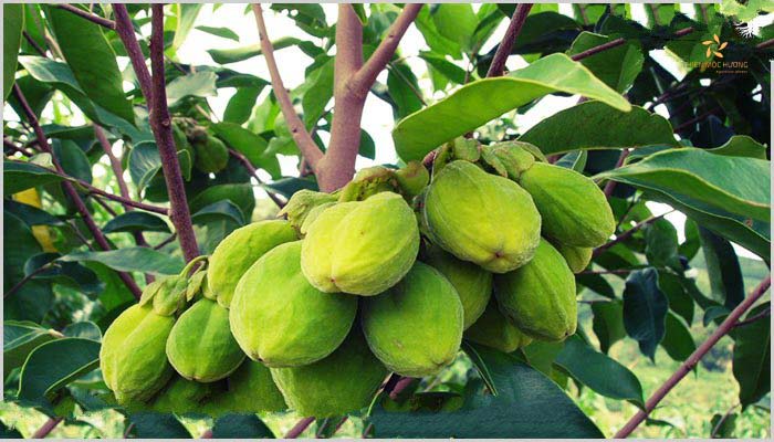 Cách trồng cây trầm hương và chăm sóc cây đúng nhất 10 Lựa chọn thời điểm trồng đúng vụ