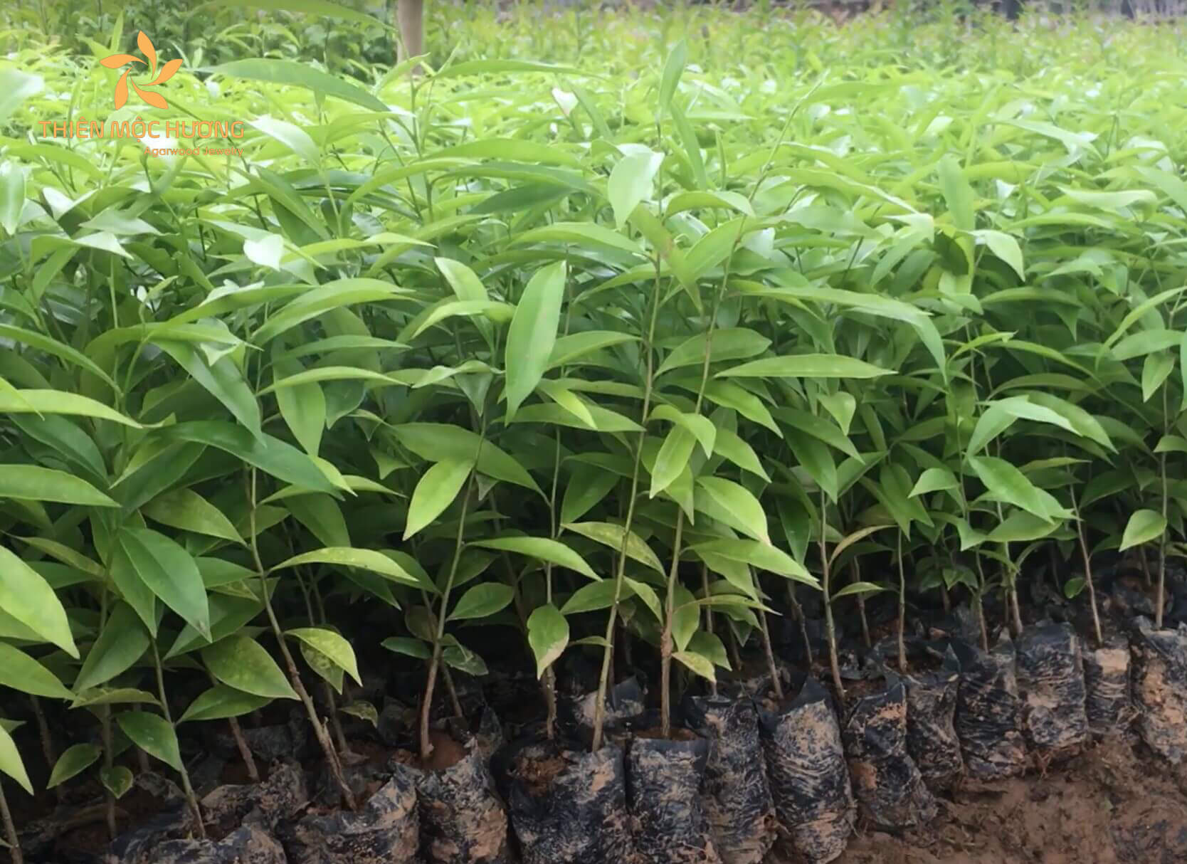 cây giống gió bầu
