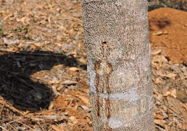 Cây dó bầu khi bị thương sẽ tạo ra các tinh dầu, kết tụ thành trầm