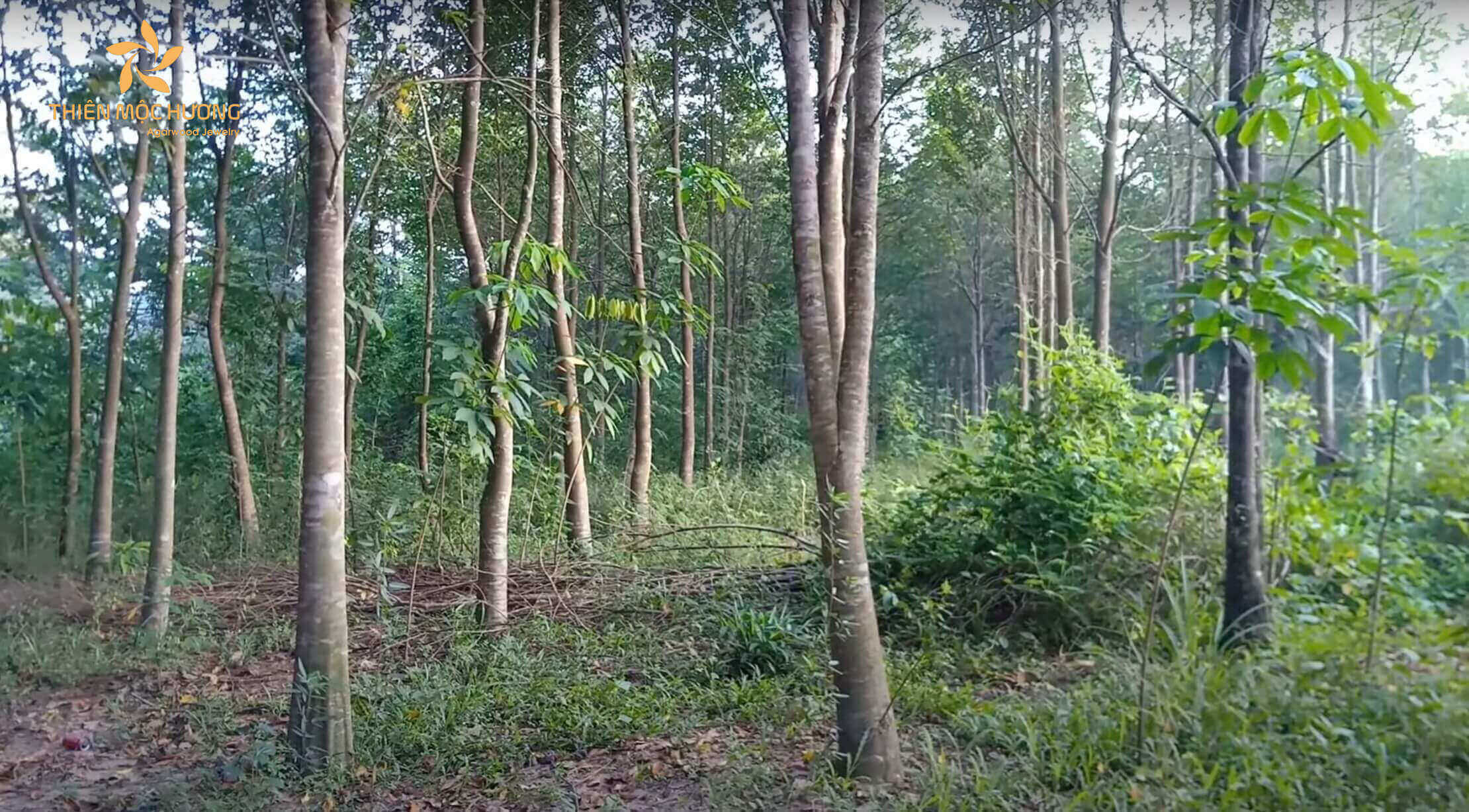 vườn cây gió bầu